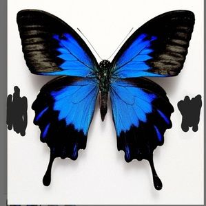 Meet your Posher, Indy